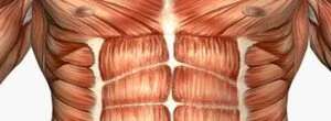 Tipos de fibras musculares